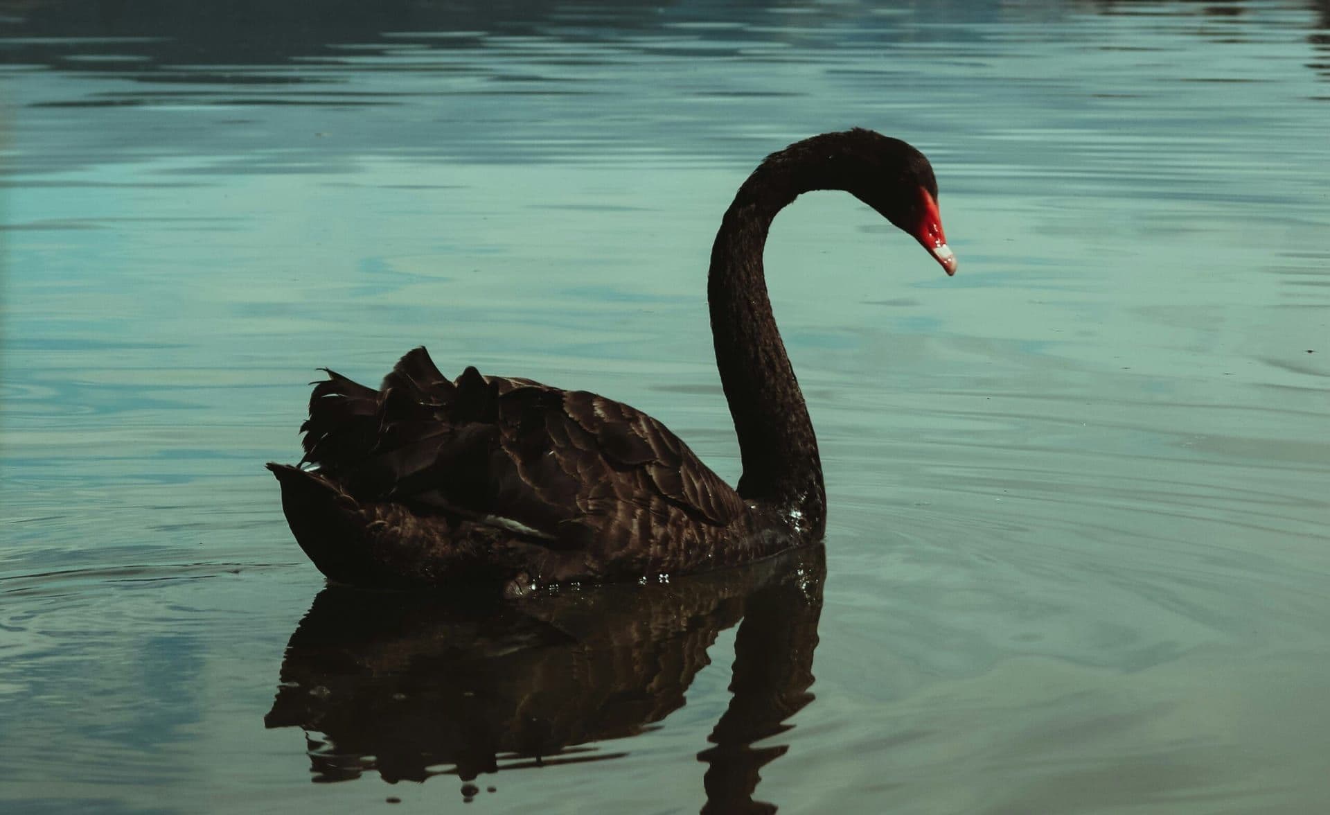 The Release of ‘Black Swan’ (2010): A Masterpiece of Psychological Horror and Drama