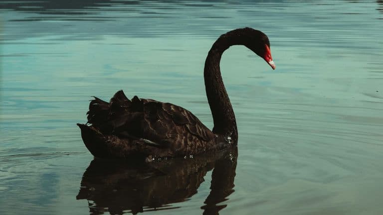 The Release of ‘Black Swan’ (2010): A Masterpiece of Psychological Horror and Drama