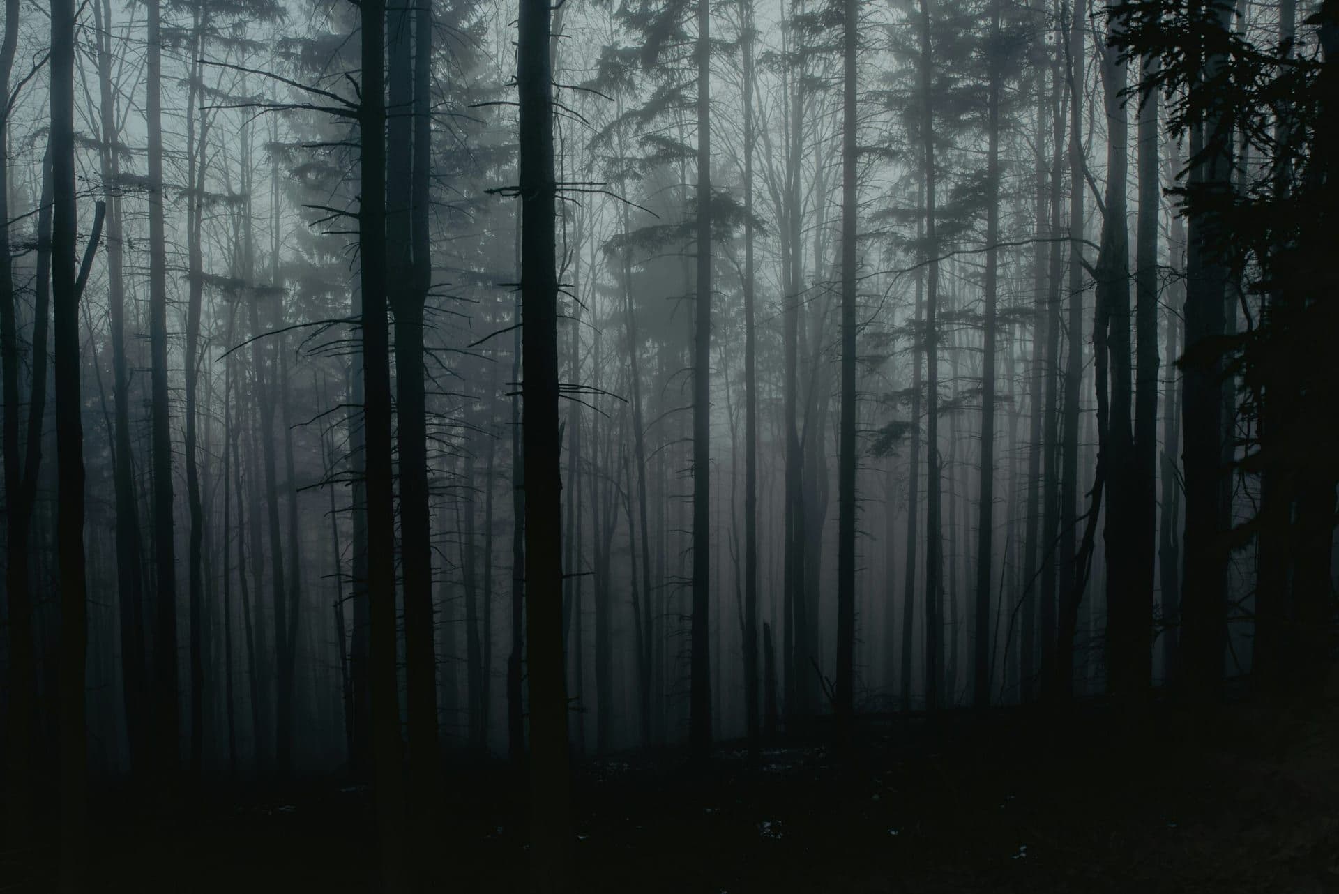 The Premiere of The Blair Witch Project – A Game-Changer in Horror Filmmaking