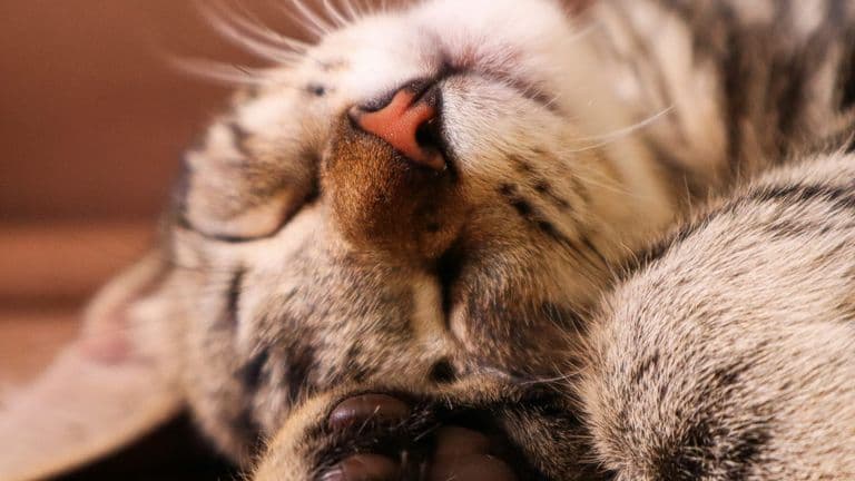 Stephen Nedoroscik Brings His Cat Along to ‘Dancing With the Stars’ Season 33